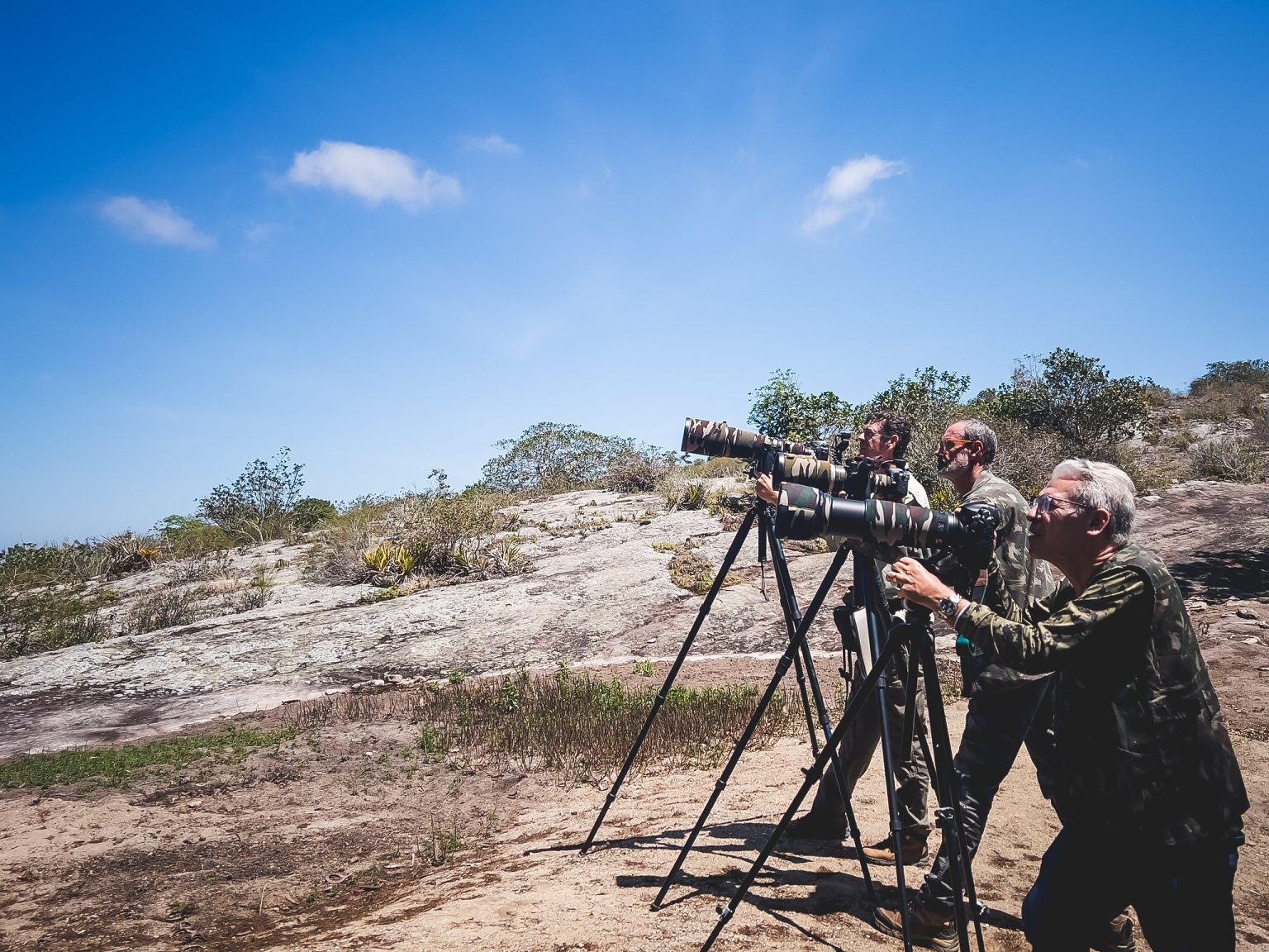 Discover Brazil’s Top Birdwatching Paradises: Five Unmissable Destinations for Rare Species and Natural Wonders