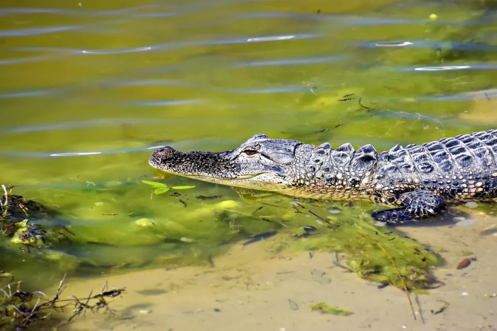 Disney World Alligator Removals Top 400 Since 2016 Toddler Fatality Disney World alligator removals