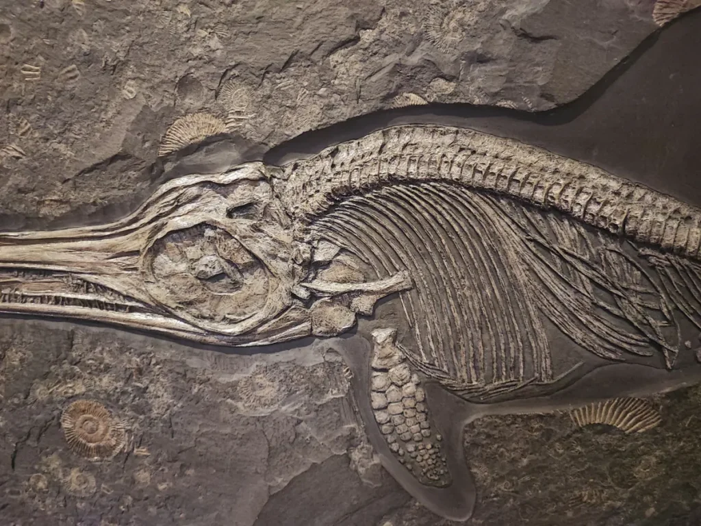 Tylosaurus Rex Mosasaur Discovery Redraws Apex Predator Map for Ancient Texas Sea Tylosaurus rex mosasaur discovery