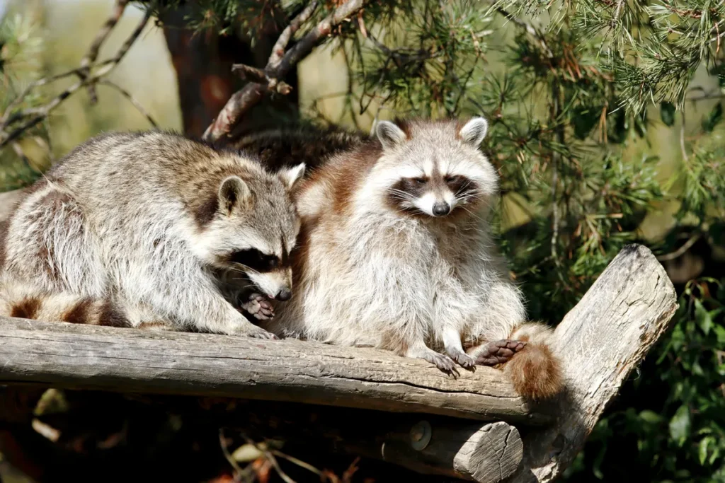 Erling Haaland Taxidermy Raccoon Empties Dallas Store’s Shelves Erling Haaland taxidermy raccoon