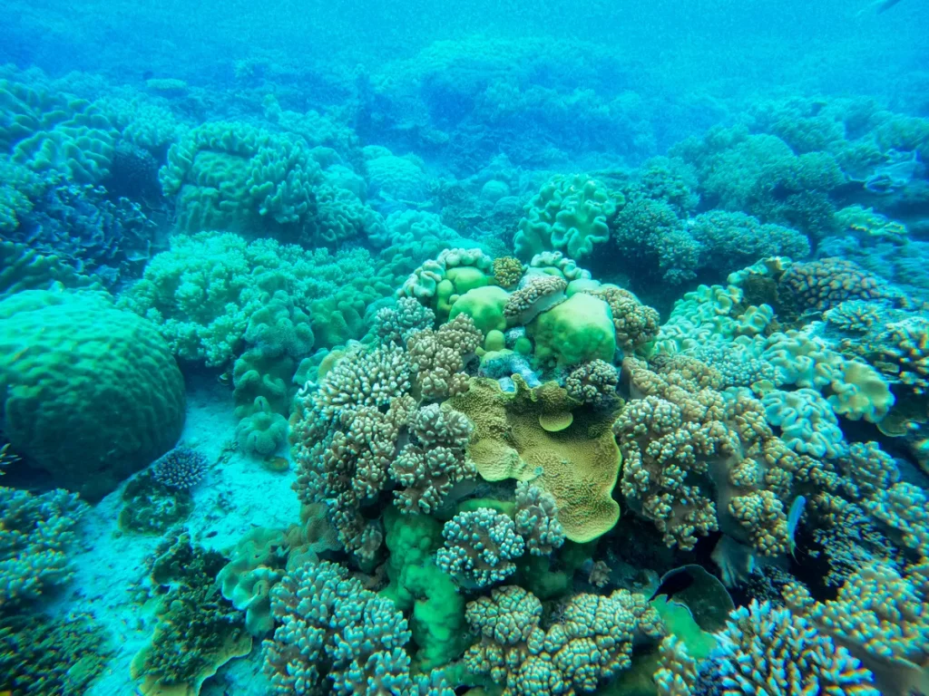 Caribbean reef cruise itineraries