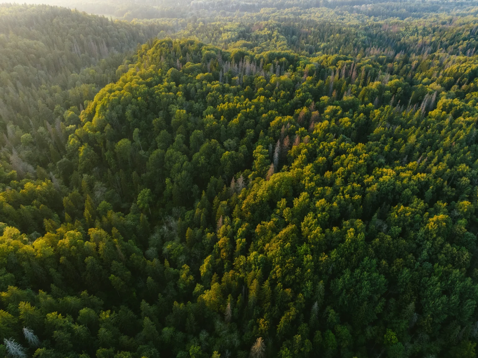 Palatinate Forest