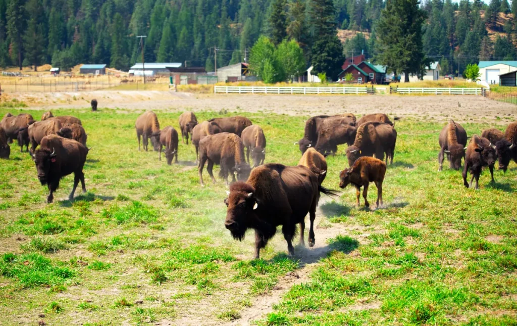 Custer State Park Wildlife Loop