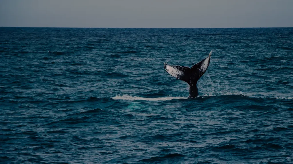 MSC Cruises ORCA Alaska research programme launches amid vessel-strike scrutiny MSC Cruises ORCA Alaska