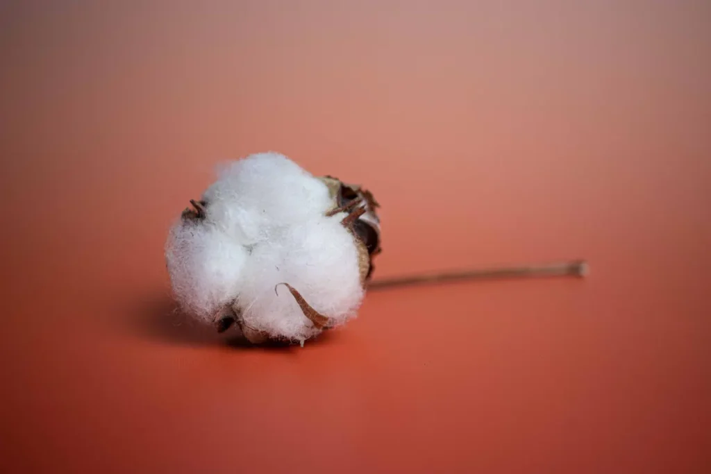 Washington Dulles Cotton Seizure: Family’s 440lb Haul Prompts Agriculture Warning Washington Dulles cotton seizure