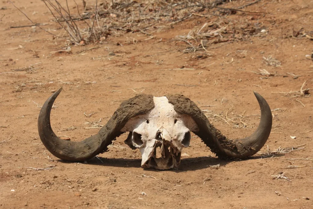 Yellowstone Bison Carcass Management Draws Crowd in Lamar Valley Yellowstone bison carcass management